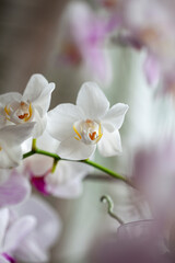 Blossom tender white orchid flowers