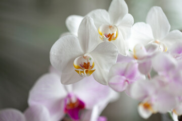 Blossom tender white orchid flowers