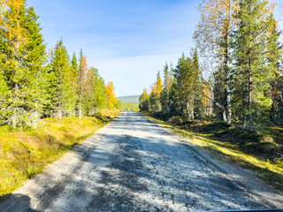 Obraz premium Pov driving on a long straight road through colorful autumnal forest in finnish lapland