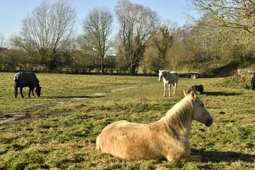 Chevaux se reposant sous le soleil dans une pâture à Ghislenghien (Ath) © Photocolorsteph
