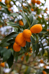 Kumquat Fruits Growing on Citrus Tree in Orchard © Anastasya