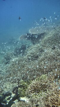 A small coral damsel fish glides above a brightly lit reef zone in Banda Sea.