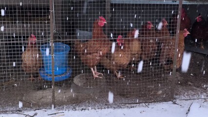 Chickens in Snowy Farm Enclosure