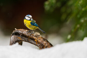 Blue tit in the snow. © Johannes