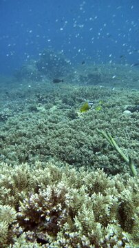 A solitary coral damsel moves along the coral wall at Lava Flow, Banda Sea, Indonesia.