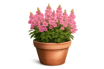 Pink flowering plant in a terracotta pot, blooming with delicate flowers, vibrant green leaves, transparent background