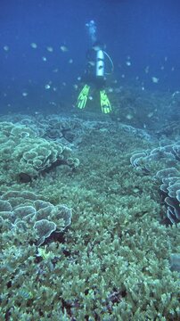 Diver swims alongside coral damsel over layered reef formations in Banda Sea, Indonesia.