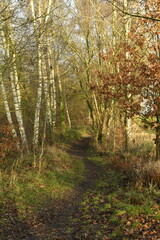 Obraz premium Chemin dans un bois entre les bouleaux à Ghislenghien (Ath)