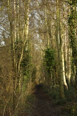 Obraz premium Chemin dans un bois entre les bouleaux à Ghislenghien (Ath)