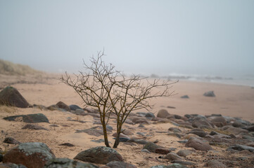 A solitary leafless tree with yellow lichen stands on a foggy, rocky beach.