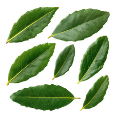 Obraz premium Collection of fresh green leaves isolated on transparent background