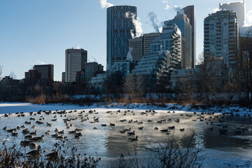 A partially frozen body of water with many geese swimming with a city skyline in background. © Viks