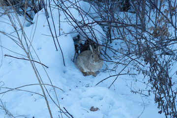 A cottontail rabbit nestled in a snowy enclave, seeking warmth amidst winter's embrace.