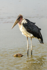 The marabou stork, Leptoptilos crumenifer is a large wading bird