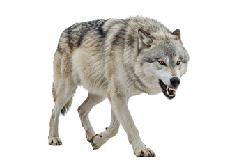 Hyper-detailed grey wolf snarling fiercely, exposed fangs, moving forward in a dynamic full-body shot against a transparent isolated studio background concept of primal predator danger