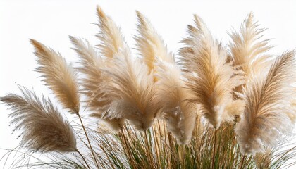 Close Up Of Pampas Grass Isolated On Transparent Background