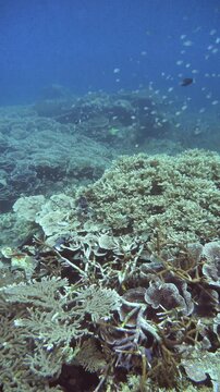 Single coral damsel seen near the side of a steep coral-covered reef slope in Banda Sea.