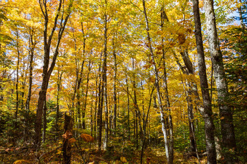 Grafton Notch State Park, Grafton, ME