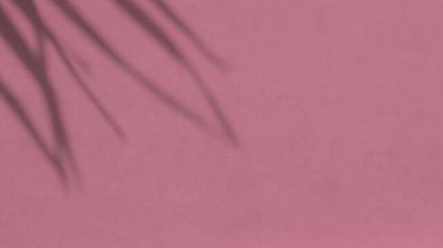 Shadow of palm tree moving gently in the wind on dark pink cement stucco wall background in summer sun, backdrop	
