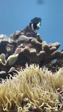 Clark&acirc;&euro;&trade;s anemonefish interacts with host anemone in tropical waters of Banda Sea, Maluku, Indonesia.