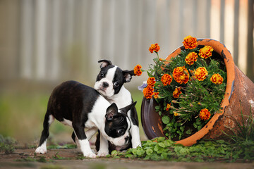 two boston terrier puppies posing outdoors with a pod of flowers