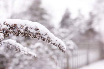 close-up of a plant covered in snow with a blurred wintry background, horizontal orientation 
