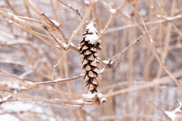 close-up of a pine cone covered in snow with bare branches in the background, horizontal orientation with copy space