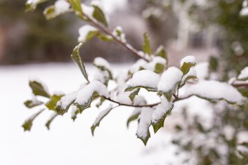 close-up of holly bush branches with green holly leaves covered in snow in a horizontal orientation 