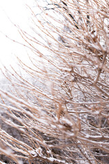 close-up of bare brown branches in winter covered in snow with an overcast sky