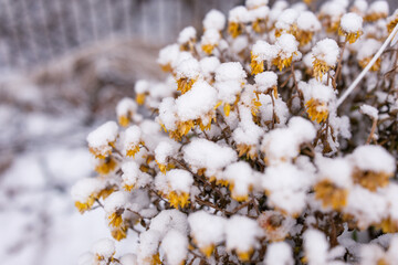 close-up of dying yellow mums covered in snow with a blurred background in a horizontal orientation
