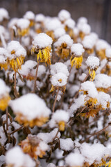 close-up of dying yellow mums covered in snow with a blurred background in a vertical orientation covered in snow
