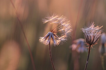 fiore di dente di leone in estate al tramonto © Simona