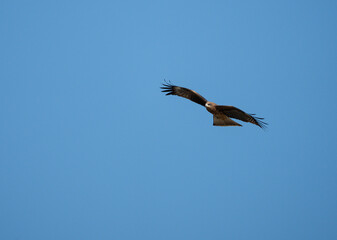 Obraz premium 空を飛ぶトビ 