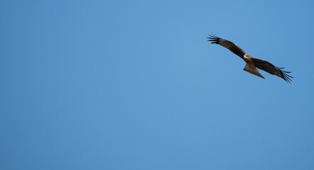 Obraz premium 空を飛ぶトビ 