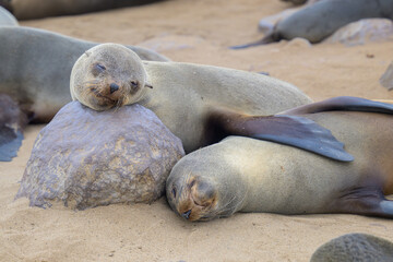 Seals on the beach
