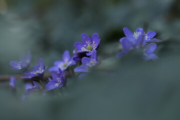 anemone hepatica in primavera nel bosco