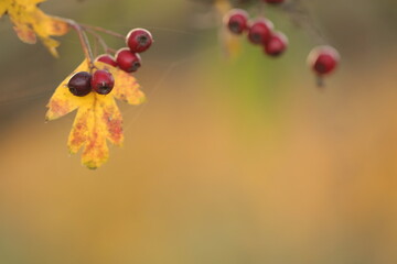 bacche di biancospino al tramonto