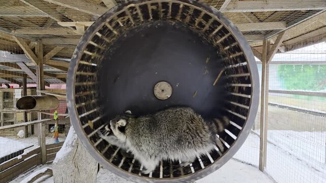 Funny raccoon running in a wooden exercise wheel.