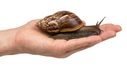 Giant African land snail on human hand