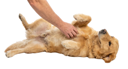 Dog lying on back being petted by human hand