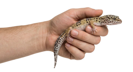 Leopard gecko held in human hand