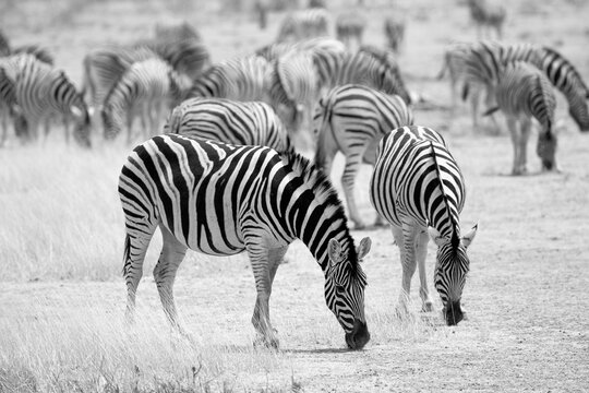 zebra in the wild - Powered by Adobe