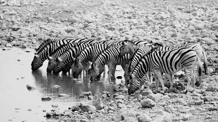 Zebras drinking