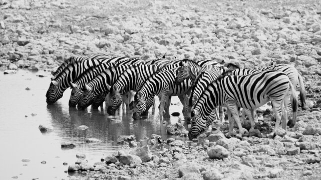 Zebras drinking