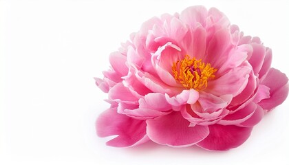 Obraz premium Beautiful Delicate Pink Peony Flower Isolated On White Background