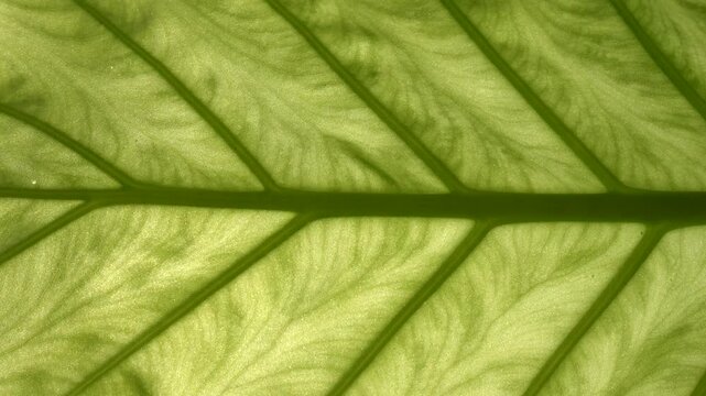 Tropical Monstera leaf