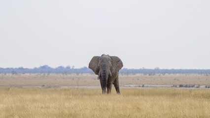 Obraz premium elephant in grass