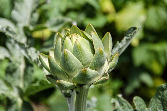 Closeup of artichoke in garden