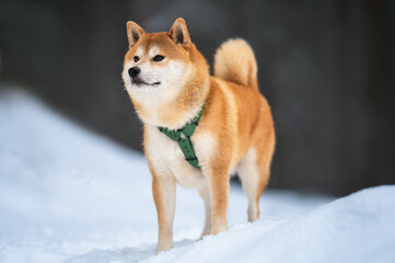 Shiba inu dog in the snowy forest