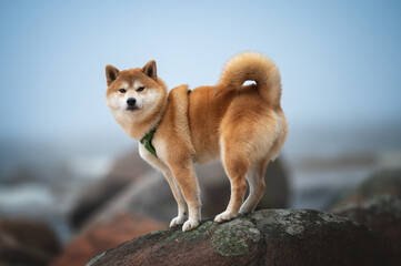 A red Shiba Inu dog stands on a large, lichen-covered rock and looks back toward the camera.